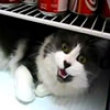Cat in fridge