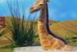 Funny videos : Giraffe in quicksand