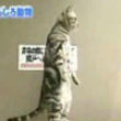 Funny videos : Back feet standing kitty
