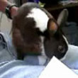 Funny videos : Bunny letter opener