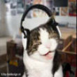Funny videos : Cats listenin to music 2