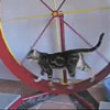Cats fighting to be on the wheel