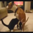 Funny videos : Dog humps cats head