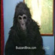 Funny videos : Monkey suit gag