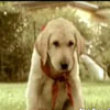 Funny videos : Guide dog school