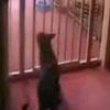 Funny videos : Cat jumper