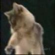 Funny videos : Cat flips out at catshow