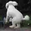 Funny videos : Jumping poodle
