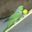 Funny videos : Best bird in the world