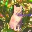 Funny videos : Singing cats