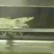 Funny videos : Shrimp running on treadmill
