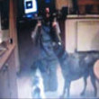 Dog dancin