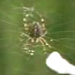 Funny videos : Spider drug test