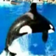 Shamu the tasty whale