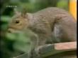 Funny animals : Secret agent squirrel