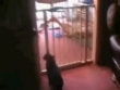 Funny videos : Cat jump