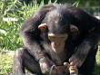 Funny animals : Thirsty monkey drinks his own pee