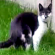 Funny videos : When cats attack