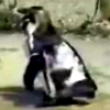 Funny videos : Penguin raver