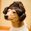 Funny videos : Princess leia