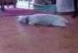 Funny poodle illness