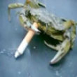 Funny videos : Bad smoking crab
