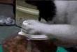 Funny videos : Smart cat