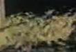 Funny videos : Plague of mice