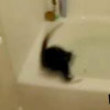 Funny videos : Cat in the bath tub