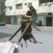 Funny videos : Hanging donkey