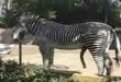 Funny videos : Real manly zebra