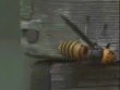 Funny videos : Bees attack