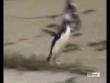 Funny videos : Hyper penguin