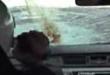 Funny videos : Seagull car smash