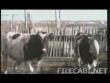 Funny videos : Horny cow