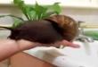Funny videos : Giant snail