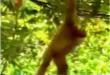 Funny videos : Cheeky monkeys