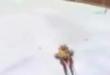 Funny videos : Skier takes a pole to the crotch