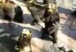 Funny videos : Bears