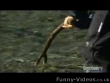 Funny videos : Bear grylls eats live fish