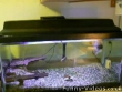 Funny videos : Fish eats mouse