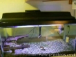 Fish eats mouse