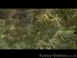 Funny videos: Gump fiction