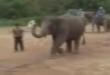Funny videos : Spunky elephant