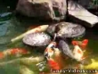 Funny videos : Bird feeds fish