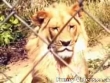 Funny videos : Lions attack keeper