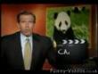 Funny videos : Playful panda