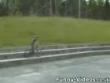 Funny videos : Accidents happen