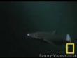 Funny videos : Octopus vs shark