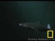 Funny videos: Octopus vs shark